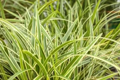 Carex morrowii ssp. foliosissima 'Icedance' (Zegge 'Icedance')