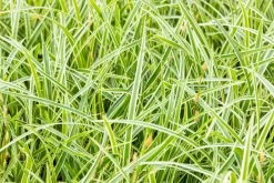 Carex morrowii ssp. foliosissima 'Icedance' (Zegge 'Icedance')