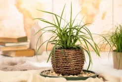 Carex morrowii ssp. foliosissima 'Icedance' (Zegge 'Icedance')