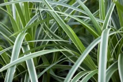 Carex morrowii ssp. foliosissima 'Icedance' (Zegge 'Icedance')