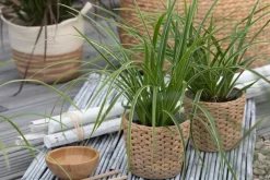 Carex morrowii ssp. foliosissima 'Icedance' (Zegge 'Icedance')