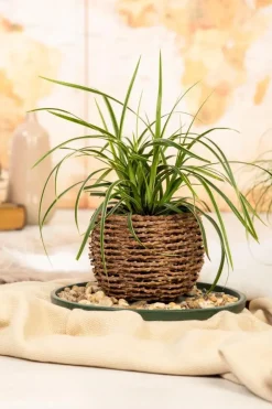 Carex morrowii ssp. foliosissima 'Icedance' (Zegge 'Icedance')