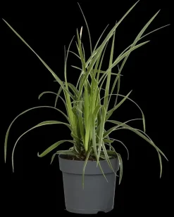 Carex morrowii ssp. foliosissima 'Icedance' (Zegge 'Icedance')