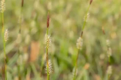 Carex morrowii ssp. foliosissima 'Icedance' (Zegge 'Icedance')