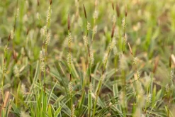 Carex morrowii ssp. foliosissima 'Icedance' (Zegge 'Icedance')