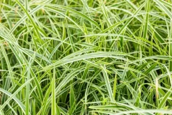 Carex morrowii ssp. foliosissima 'Icedance' (Zegge 'Icedance')
