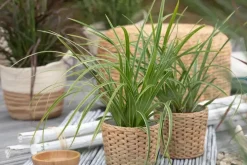 Carex morrowii ssp. foliosissima 'Icedance' (Zegge 'Icedance')