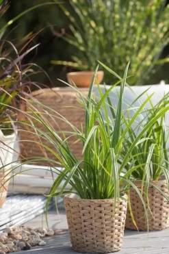 Carex morrowii ssp. foliosissima 'Icedance' (Zegge 'Icedance')