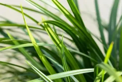 Carex morrowii ssp. foliosissima 'Irish Green' (Zegge 'Irish Green')