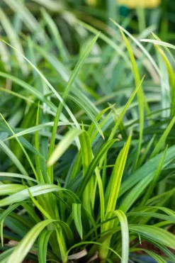 Carex morrowii ssp. foliosissima 'Irish Green' (Zegge 'Irish Green')