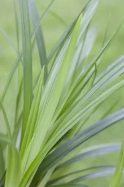 Carex morrowii ssp. foliosissima 'Irish Green' (Zegge 'Irish Green')
