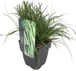 Carex oshimensis 'EverColor® Everlime' (Zegge 'EverColor® Everlime')