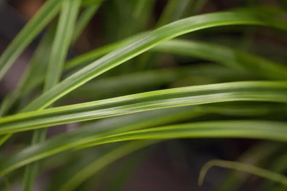 Carex oshimensis 'EverColor® Everlime' (Zegge 'EverColor® Everlime')