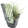 Carex oshimensis 'Everest'® (Zegge 'Everest')