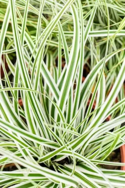 Carex oshimensis 'Everest'® (Zegge 'Everest')