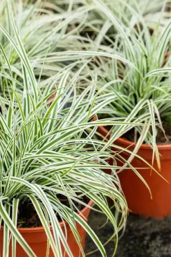 Carex oshimensis 'Everest'® (Zegge 'Everest')