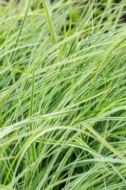 Carex oshimensis 'Everest'® (Zegge 'Everest')