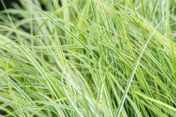 Carex oshimensis 'Everest'® (Zegge 'Everest')