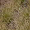 Carex testacea 'Prairie Fire' (Zegge 'Prairie Fire')