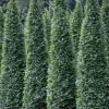 Carpinus betulus 'Fastigiata' (Haagbeuk 'Fastigiata')