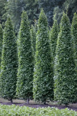 Carpinus betulus 'Fastigiata' (Haagbeuk 'Fastigiata')