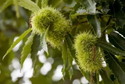 Castanea sativa (Tamme kastanje)