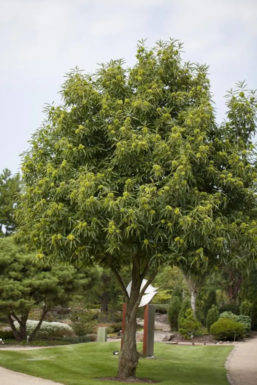 Castanea sativa (Tamme kastanje)