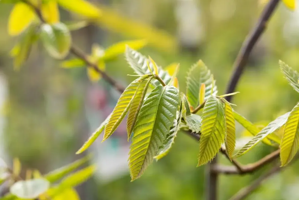 Castanea sativa (Tamme kastanje)