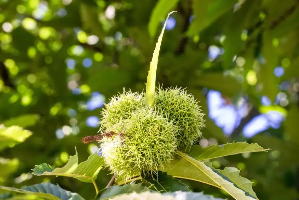 Castanea sativa (Tamme kastanje)