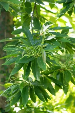 Castanea sativa (Tamme kastanje)