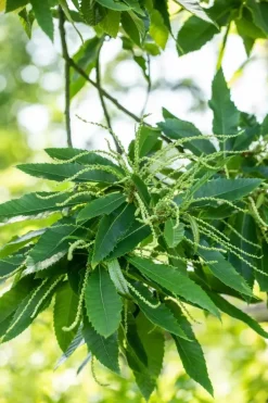 Castanea sativa (Tamme kastanje)