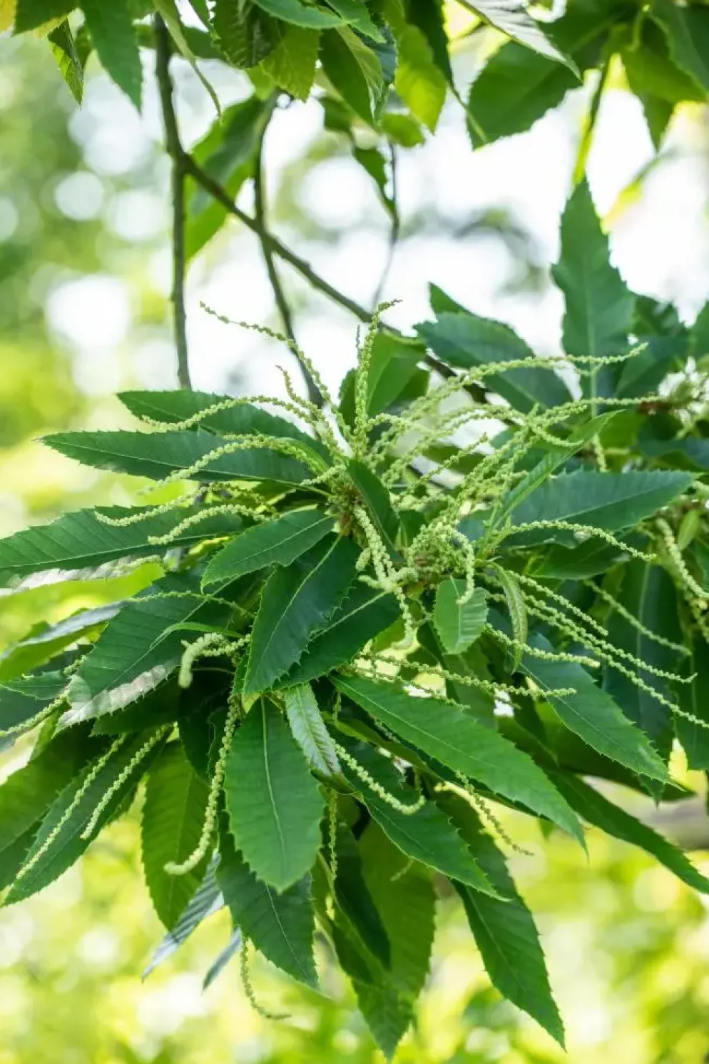 Castanea sativa (Tamme kastanje)
