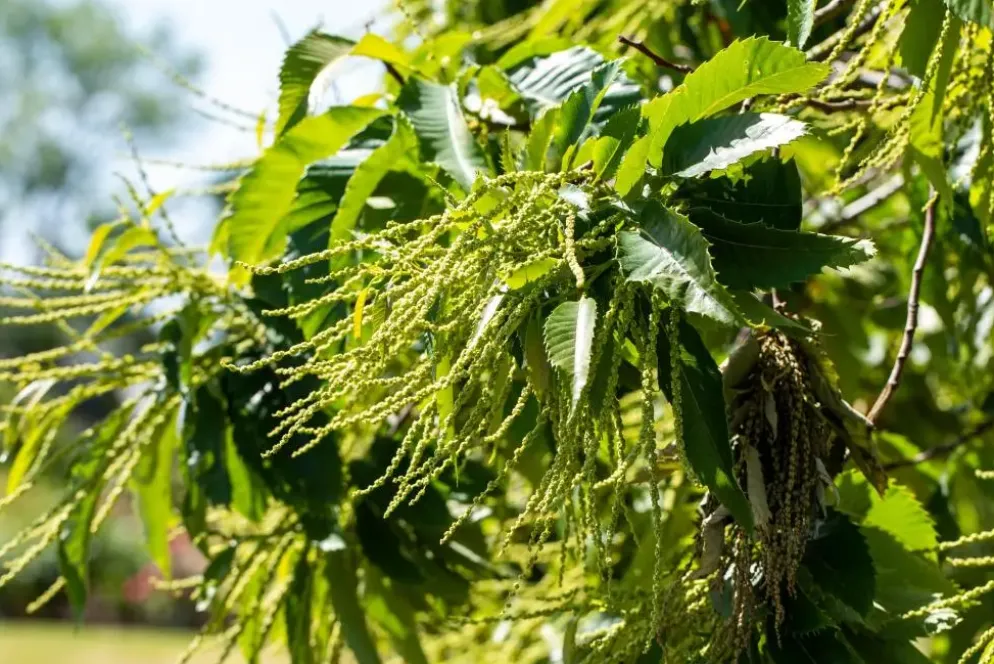 Castanea sativa (Tamme kastanje)