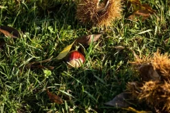 Castanea sativa (Tamme kastanje)
