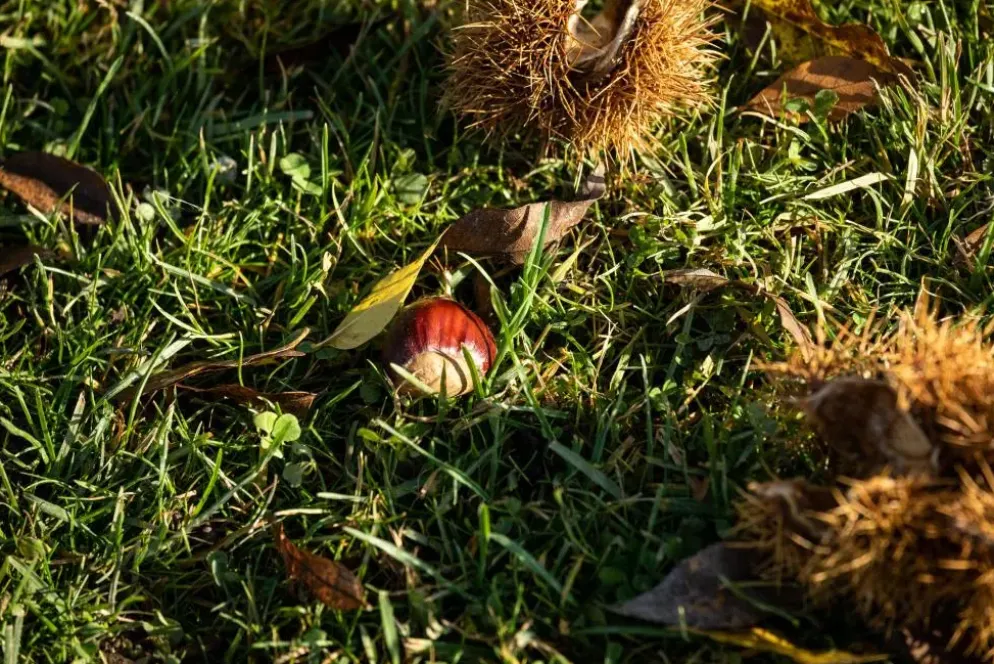 Castanea sativa (Tamme kastanje)