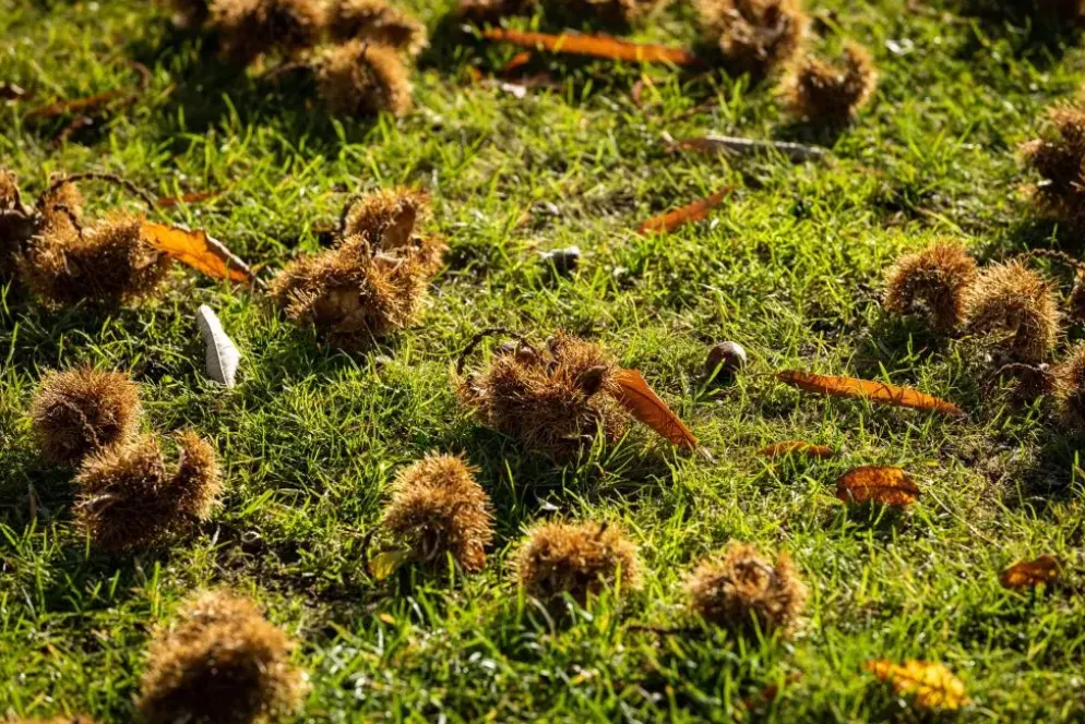 Castanea sativa (Tamme kastanje)