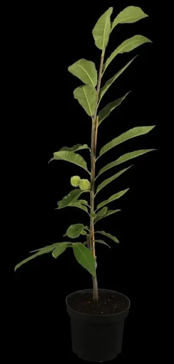 Castanea sativa (Tamme kastanje)