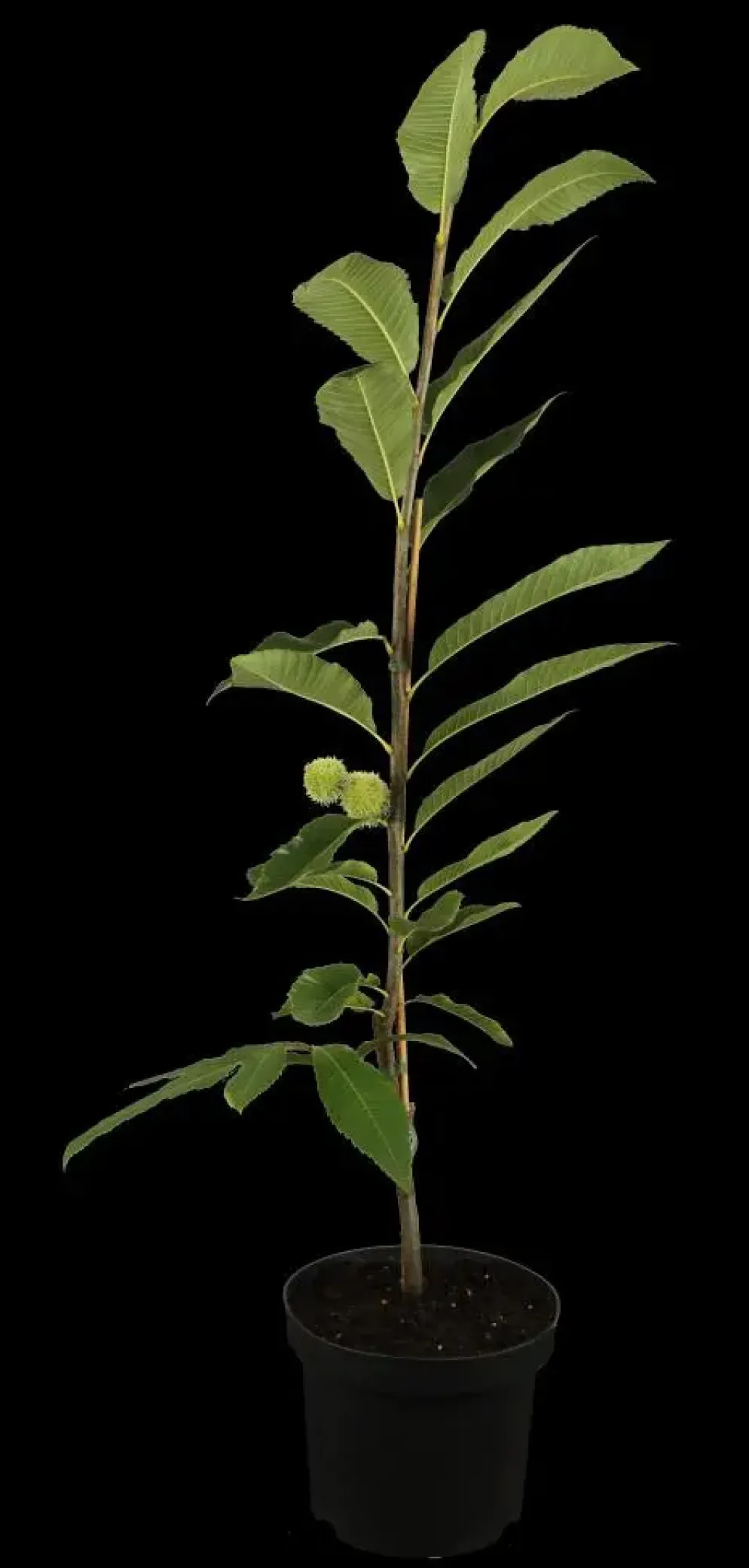 Castanea sativa (Tamme kastanje)