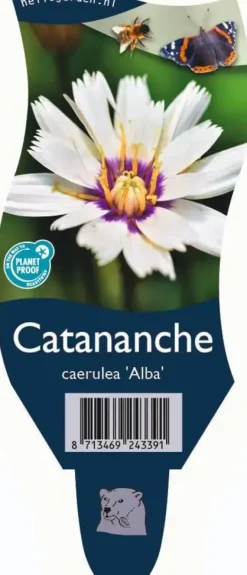 Catananche caerulea 'Alba' (Witte strobloem)