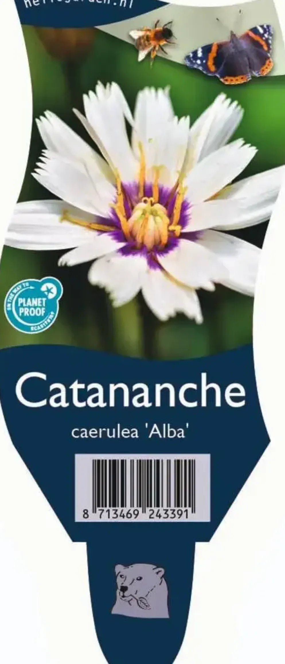 Catananche caerulea 'Alba' (Witte strobloem)