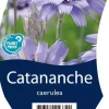 Catananche caerulea (Blauwe strobloem)