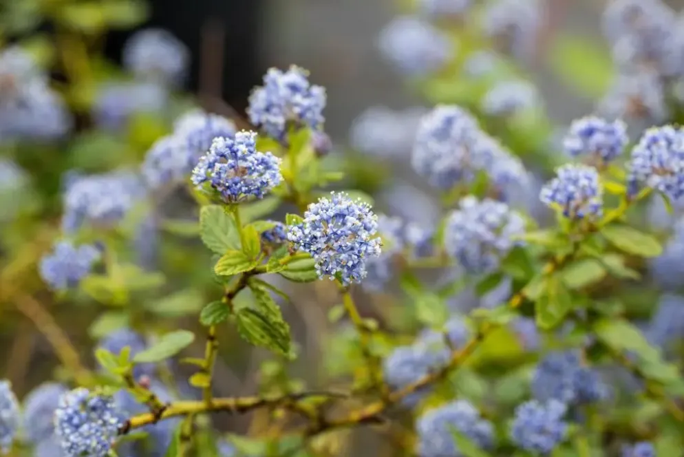 Ceanothus thyrsiflorus (Amerikaanse sering)