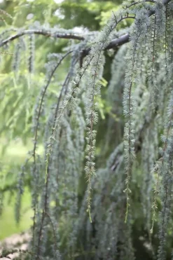 Cedrus atlantica 'Glauca Pendula' (Atlasceder 'Glauca Pendula')