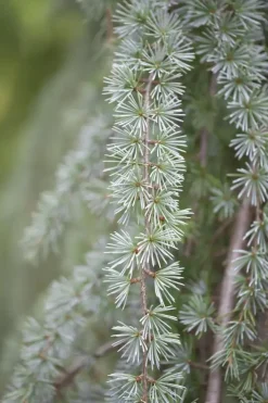 Cedrus atlantica 'Glauca Pendula' (Atlasceder 'Glauca Pendula')