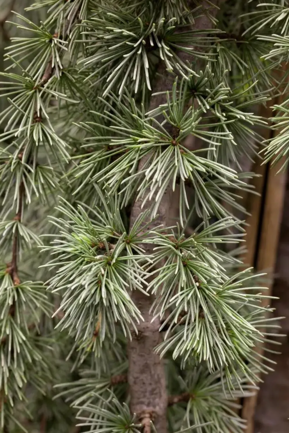 Cedrus atlantica 'Glauca Pendula' (Atlasceder 'Glauca Pendula')