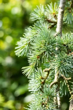 Cedrus atlantica 'Glauca Pendula' (Atlasceder 'Glauca Pendula')