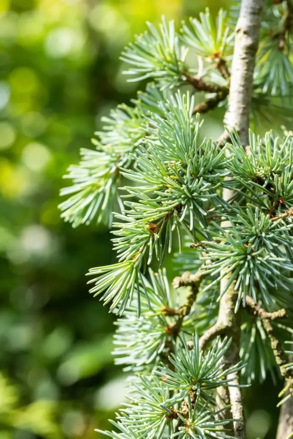 Cedrus atlantica 'Glauca Pendula' (Atlasceder 'Glauca Pendula')