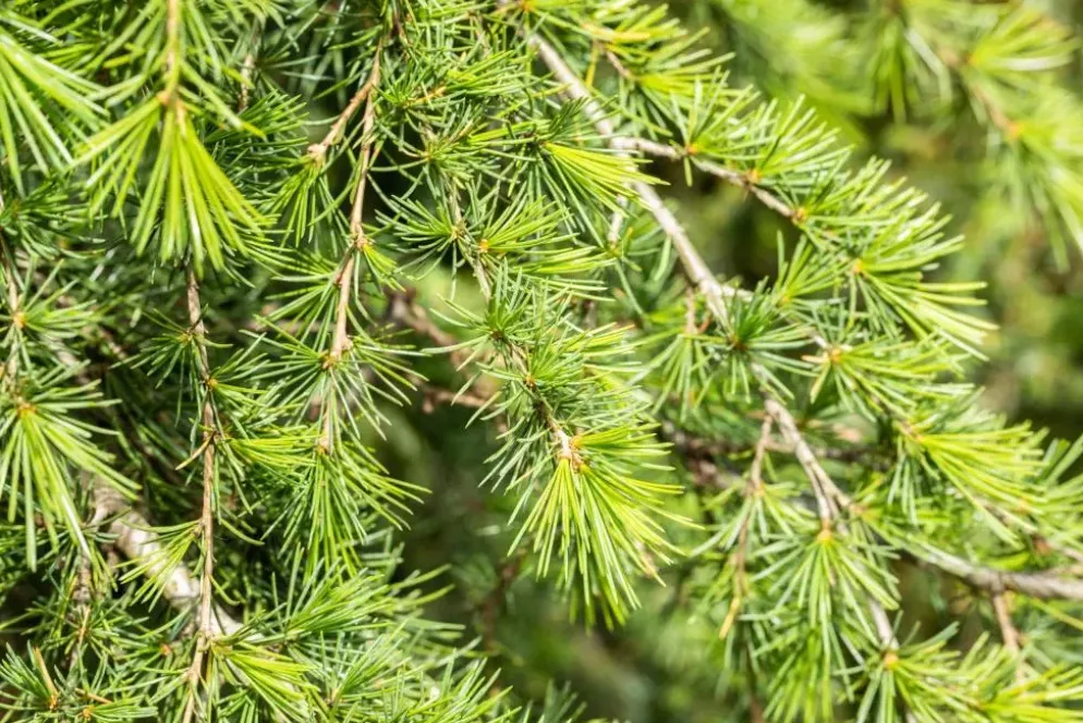 Cedrus deodara (Himalajaceder)