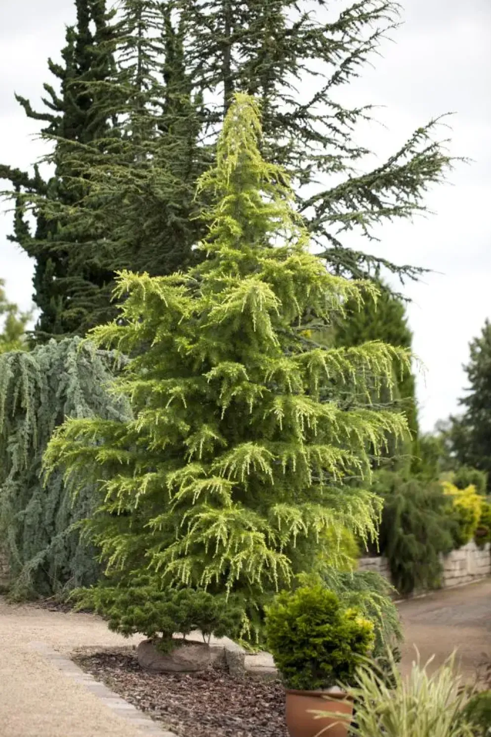 Cedrus deodara (Himalajaceder)