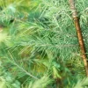 Cedrus deodara (Himalajaceder)